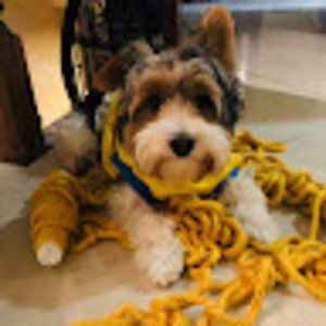 Meet your Posher, Tara